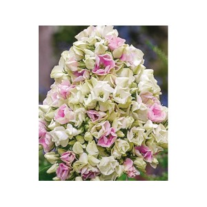 Флокс Phlox Creme de la creme